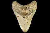 Fossil Megalodon Tooth - North Carolina #109857-1